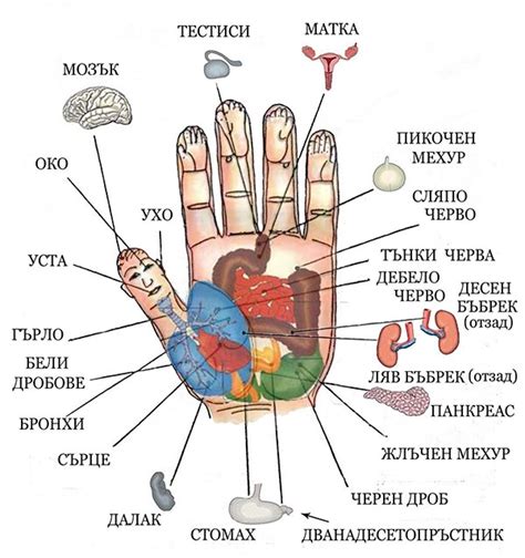 Купете онлайн | Акупунктура, самомасаж и точките на здравето | bilki.bg ...
