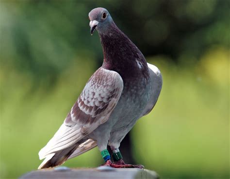 What is the difference between pigeons and doves – Artofit