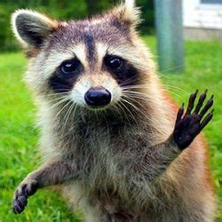 Local Pest Control 的图像结果