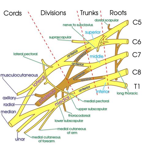 Draw The Brachial Plexus