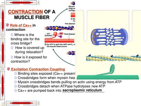 Image result for Muscle Fiber Contraction Experiment