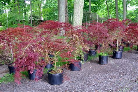Types of japanese maple trees - tirillyX