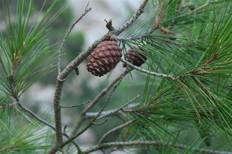 Pinus halepensis