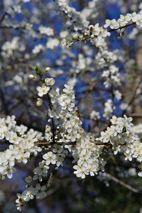 Flowering Plum Tree 的图像结果