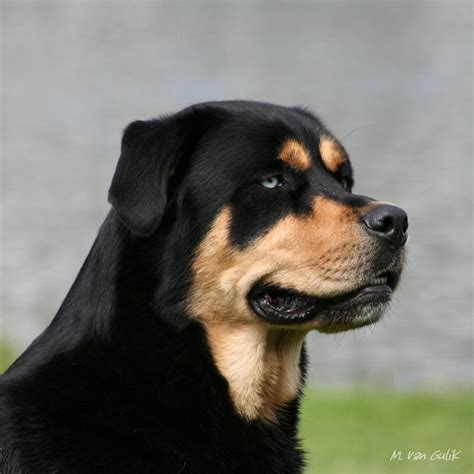 Rottie Cross Husky