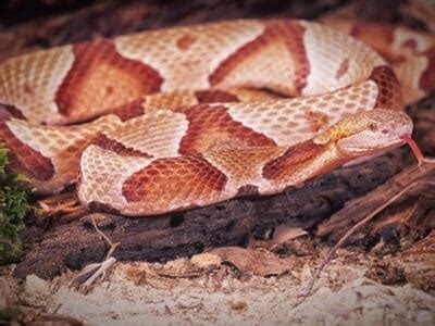 Image result for Python's vs Animals