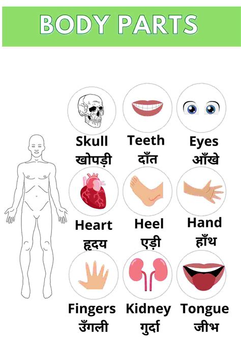 Human body parts name : मानव शरीर के अंगों के नाम