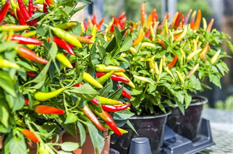 When To Plant Chili Peppers