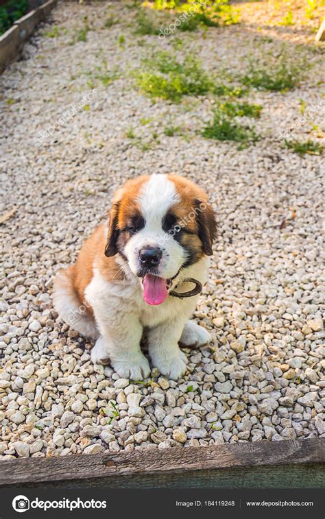 Are St Bernards Good Family Dogs