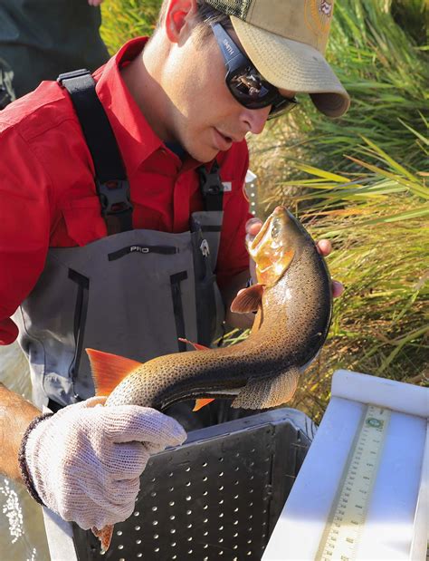 Flat Creek Fishery Better Than Ever? | Wyoming Game & Fish Department