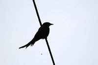 NETRAVALI WILDLIFE SANCTUARY (2026) All You Need to Know BEFORE You Go ...
