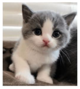 Image result for Deep Learning Data Augmentation