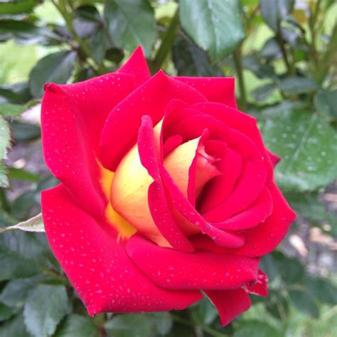 Ketchup and mustard rose, the latest addition to my roses. | Rosas
