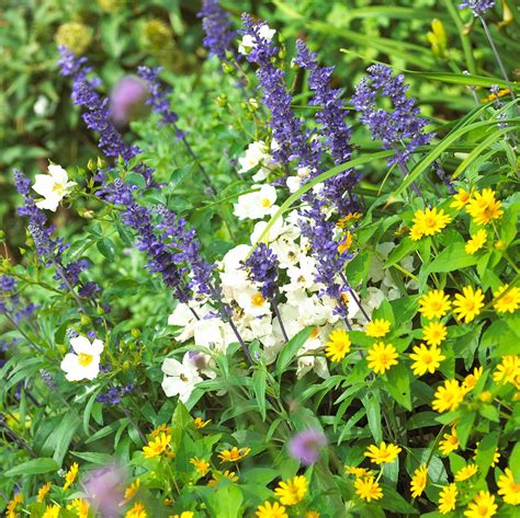 Top 999+ salvias images – Amazing Collection salvias images Full 4K