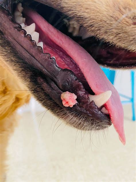 Can Humans Give Dogs Hpv