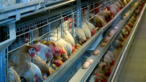 助力乡村振兴-2月13日，合肥肥东县八斗镇八斗社区一家禽业公司标准化养殖房，工人正在收装鸡蛋。