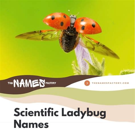 225+ Catchy and Adorable Ladybug Names Ideas