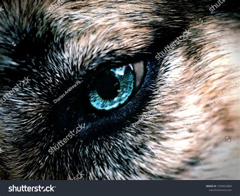 Eyes Of A Wolf