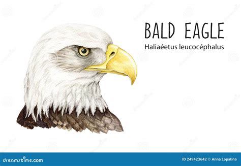 Bald Eagle Portrait Watercolor Illustration. Native North America Avian ...