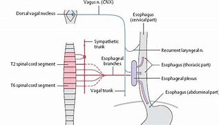 esophageal plexus 的图像结果