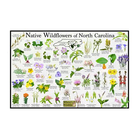 Common Wildflowers In North Carolina at Darcy Spaull blog