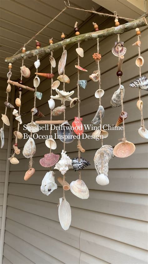 Image result for Seashell Collection