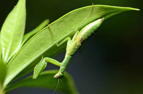 The Deadly Courtship: Why Female Praying Mantises Eat Their Mates - Animals Around The Globe