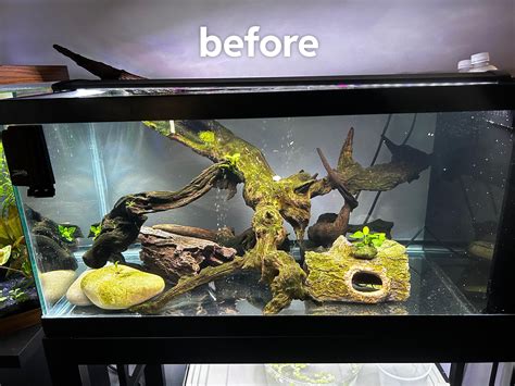 200 days ago today I asked if I should add sand, and I am SO glad I did! : r/axolotls