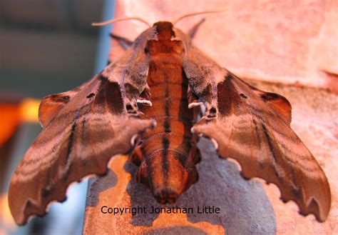 Blinded sphinx Paonias excaecata (J.E. Smith, 1797) | Butterflies and ...
