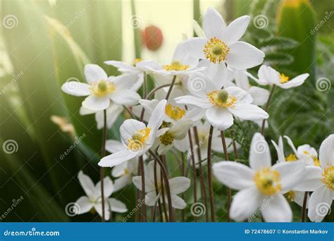 White anemones flowers stock image. Image of horizontal - 72478607