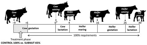 Dairy Cow Breeding Chart at Nicholas Barrallier blog