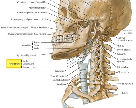 Hyoid bone anatomy, location, dislocation, fracture & hyoid bone syndrome