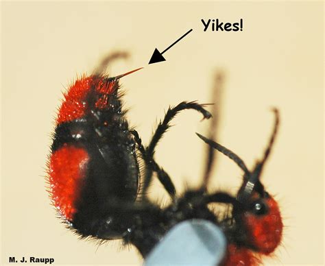 Velvet Cow Killer Ant at Randy Stambaugh blog