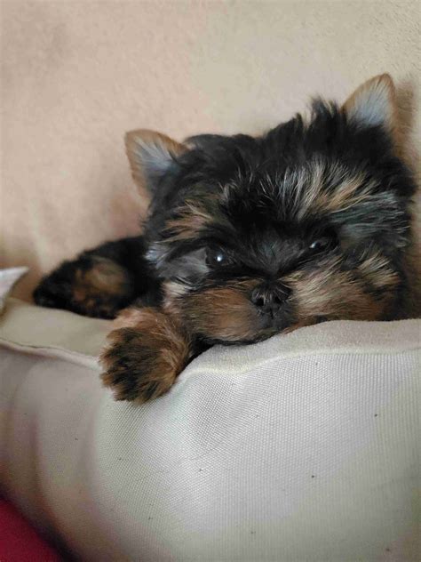 Margaret Circle - Yorkshire Terrier Puppies for Sale in Lyons, OH | AKC ...