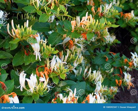 Honeysuckle Vine in Bloom in Spring - Closeup of White and Orange ...