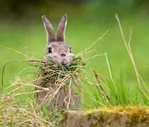 Image result for What Animals Eat Baby Rabbits