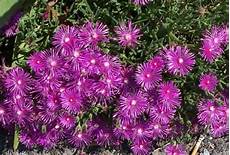 piante grasse fiori fucsia mesembriantemo pianta e cure idee green piante grasse fiori fucsia mesembriantemo pianta e cure idee green