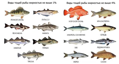 Осетровые виды рыб с названиями и фото, список самых популярных