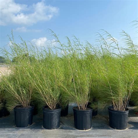 Bamboo Muhly Grass | Creekside Nursery