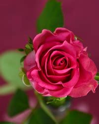 Smith Funeral Home Sunnyside, Washington (WA) | Who Passed On