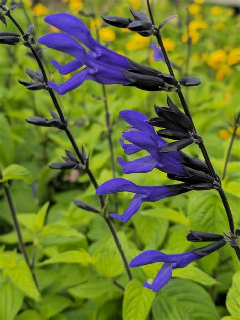 Black and Blue Salvia, Anise Sage - Butterfly Plants - Almost Eden