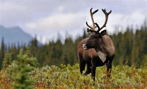 Caribou Animal - DesiComments.com