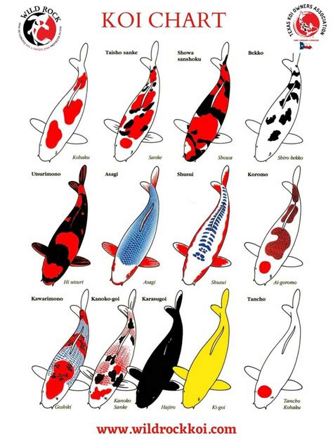 12 koi fish meaning top symbols koi fish symbolism 2022 – Artofit