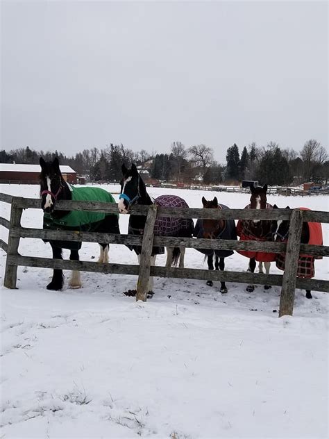 RESTORATIVE REINS EQUINE THERAPY & WELLNESS CENTRE - All You Need to ...