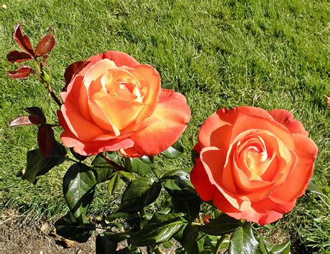 What Is The Difference Between A Bush Rose And A Hybrid Tea Rose at ...