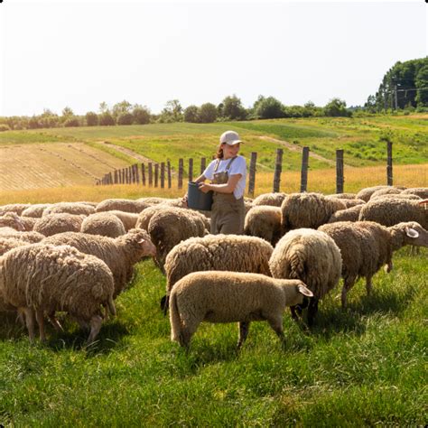 High-Quality Sheep Milk Products Fergus | GMO-Free Milk Producer