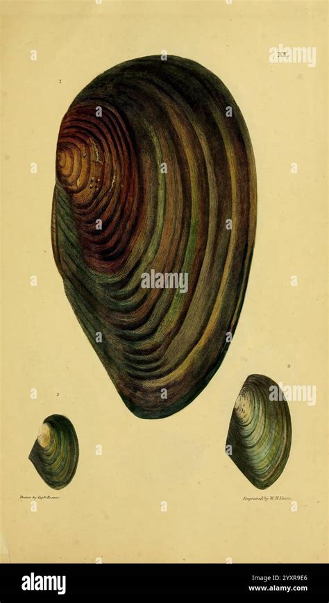 Image result for Shell Shapes