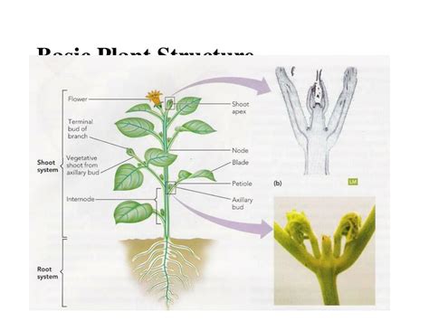 Basic Plant Structure 的图像结果