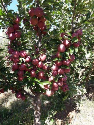 Apple Plants - Manufacturer & Supplier from Nashik India