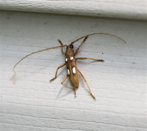 About Ivory-marked Beetle - Maryland Biodiversity Project
